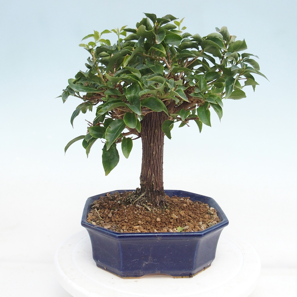 Pokojová bonsai - Bouganwilea