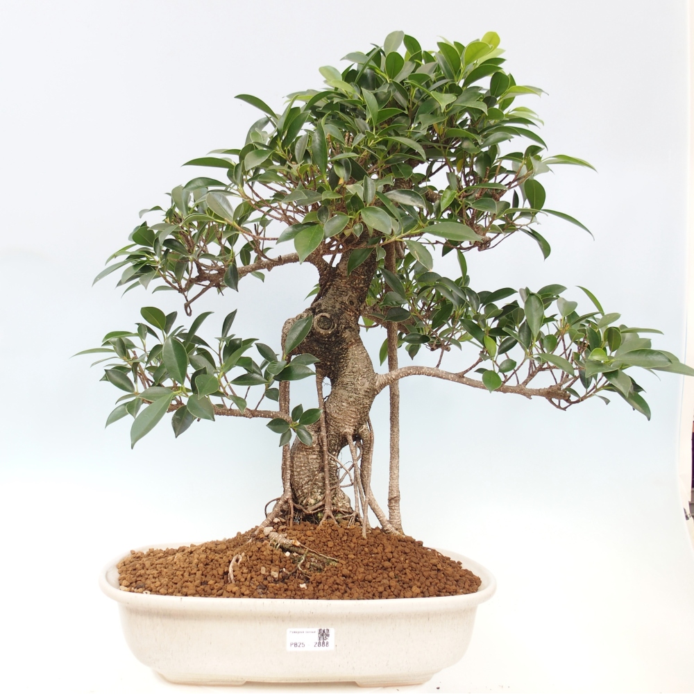 Pokojová bonsai - Ficus kimmen -  malolistý fíkus - POUZE OSOBNÍ ODBĚR nebo paletová přeprava