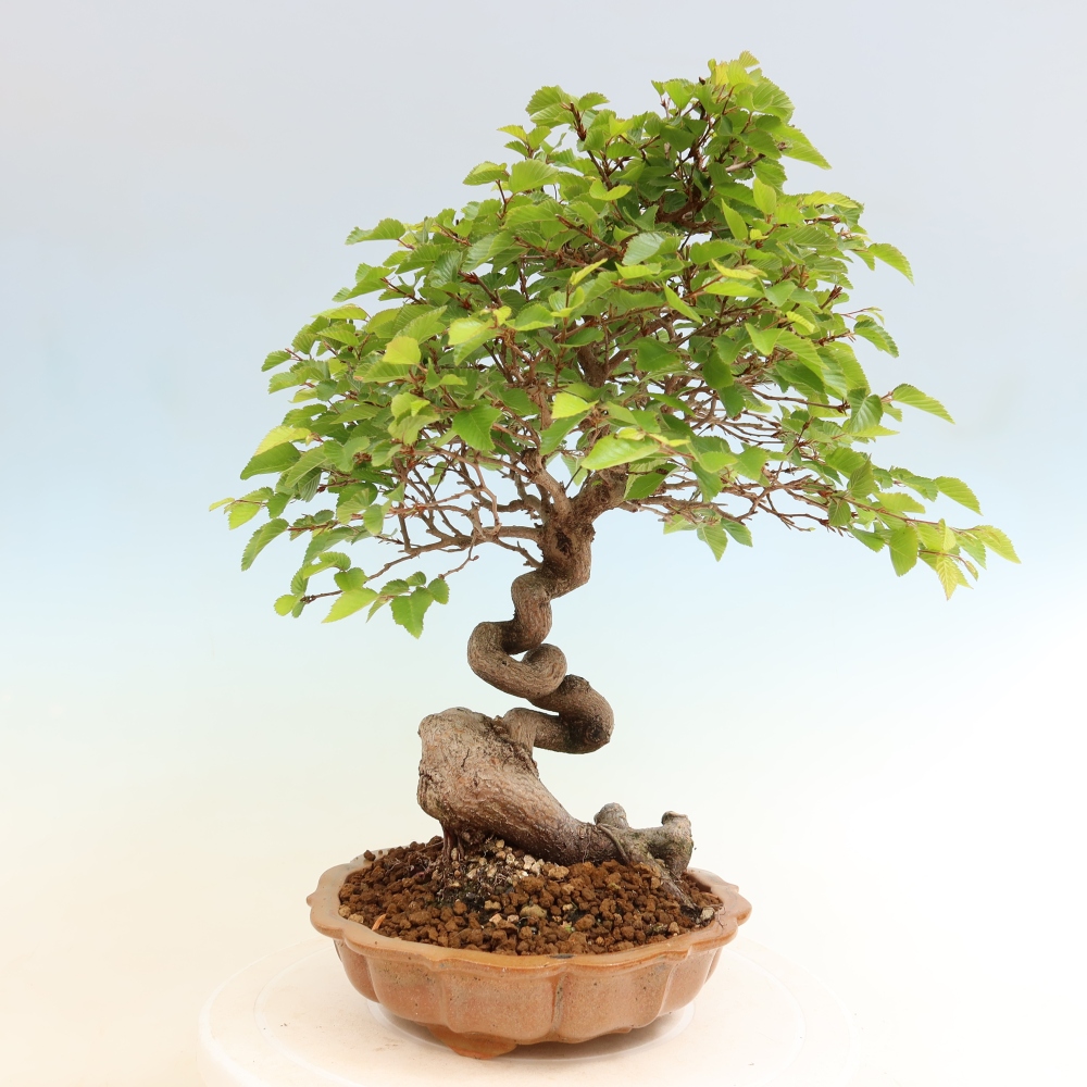 Venkovní bonsai -Carpinus coreana - Habr korejský