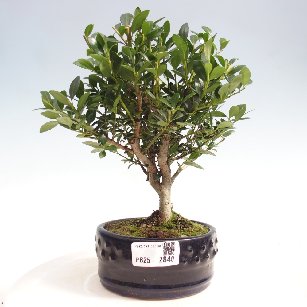Pokojová bonsai - Ilex crenata - Cesmína