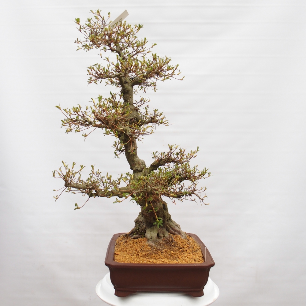 Venkovní bonsai - Japonská azalka - Azalea Hekinan-no-Tsuki