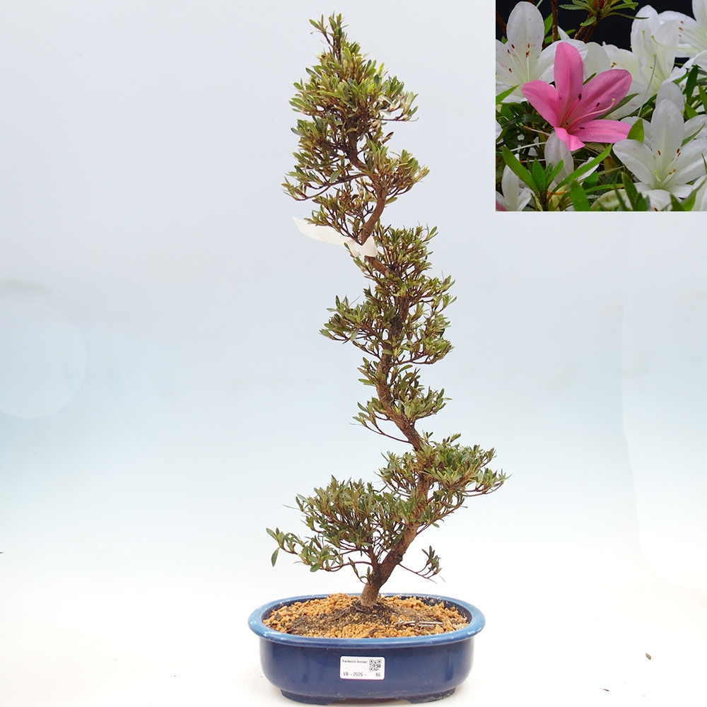 Venkovní bonsai - Japonská azalka - Azalea Hakurin