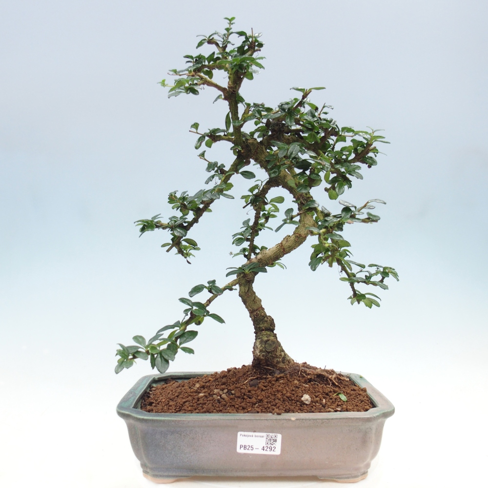 Pokojová bonsai - Carmona macrophylla - Čaj fuki