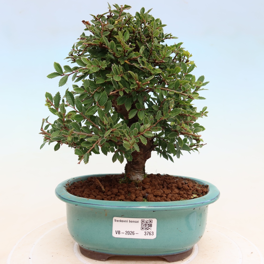 Venkovní bonsai - Zelkova - Zelkova NIRE