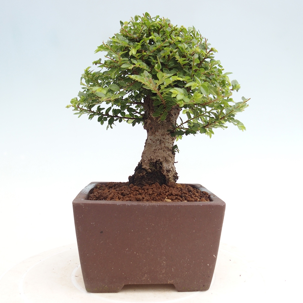 Venkovní bonsai - Ulmus parvifolia Hokkaido - jilm Čínský