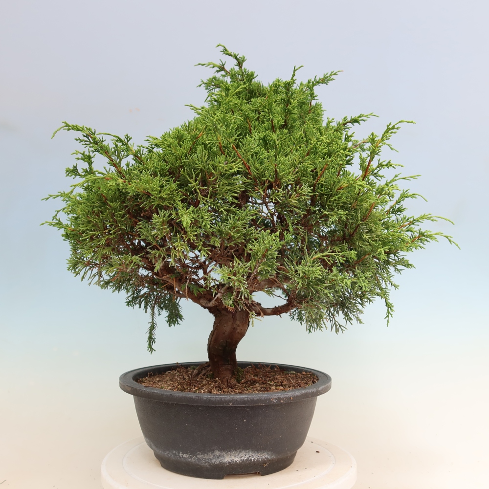 Venkovní bonsai - Juniperus chinensis Itoigawa-Jalovec čínský