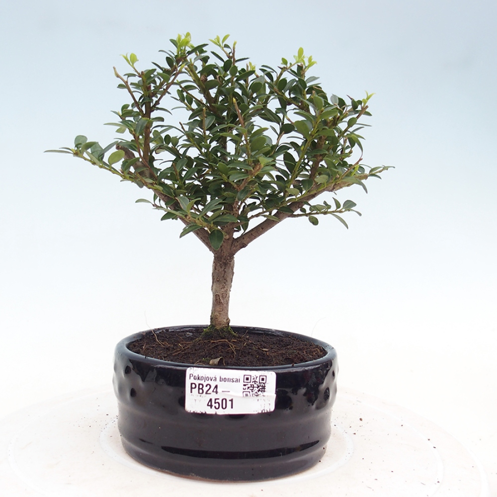 Pokojová bonsai - Ilex crenata - Cesmína