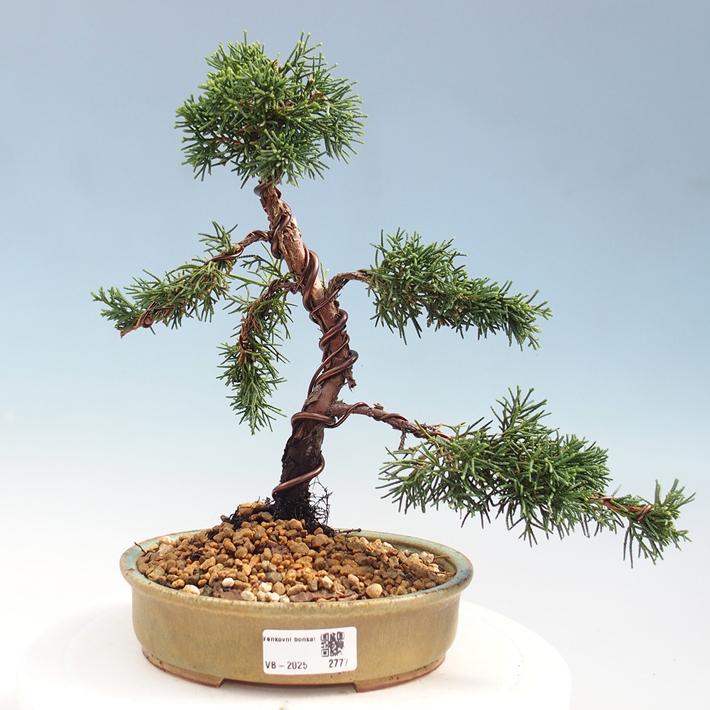 Venkovní bonsai - Juniperus chinensis Kishu -Jalovec čínský