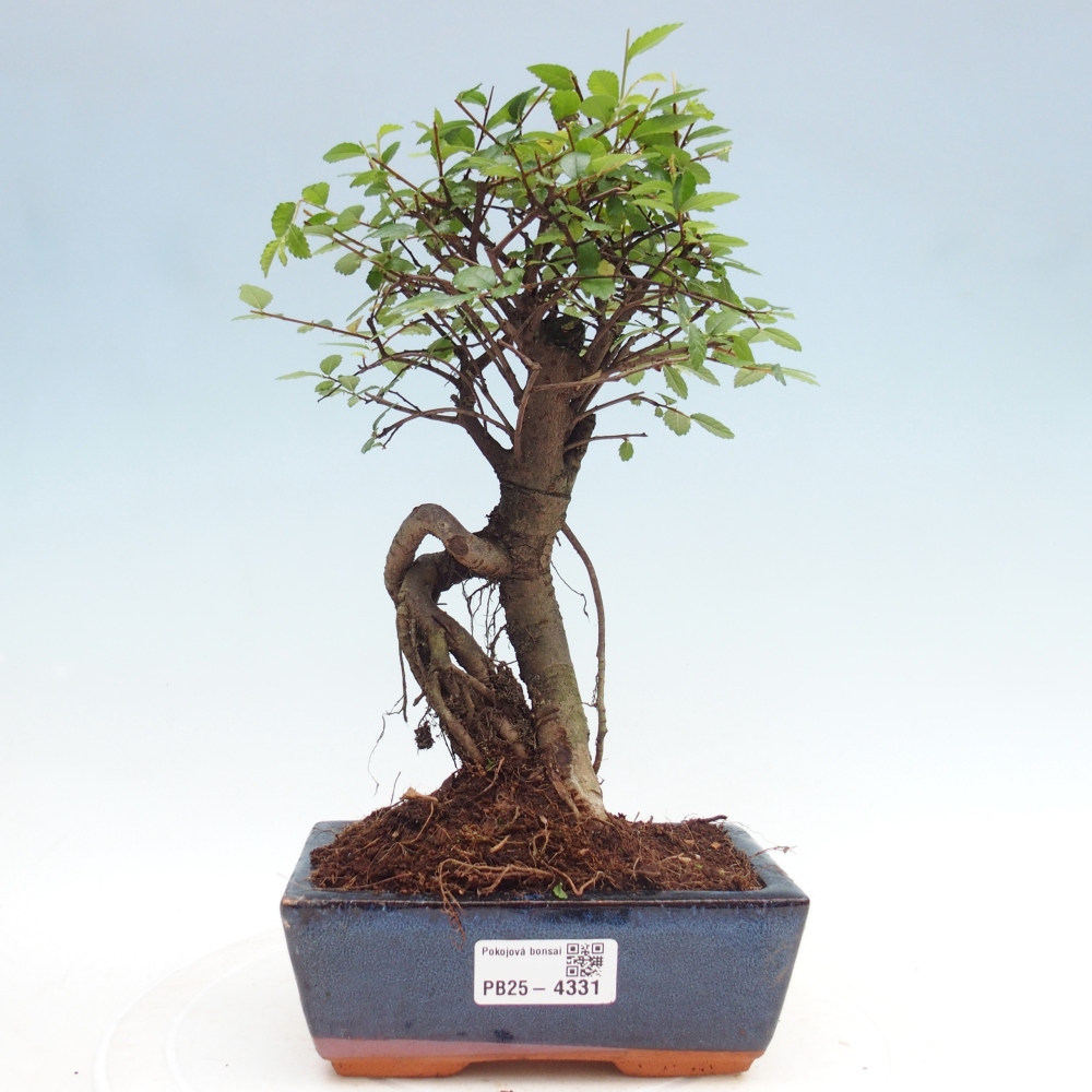Pokojová bonsai - Ulmus parvifolia - Malolistý jilm