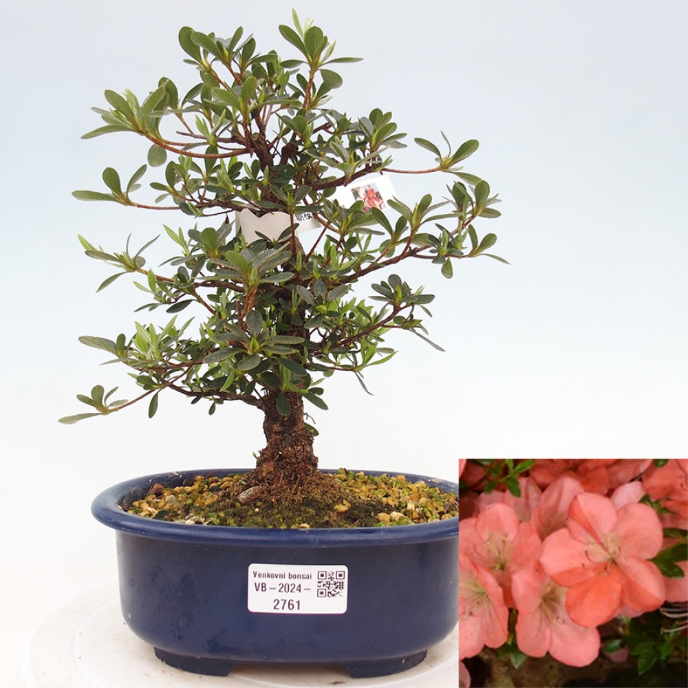Venkovní bonsai - Japonská azalka - Azalea Asazakura