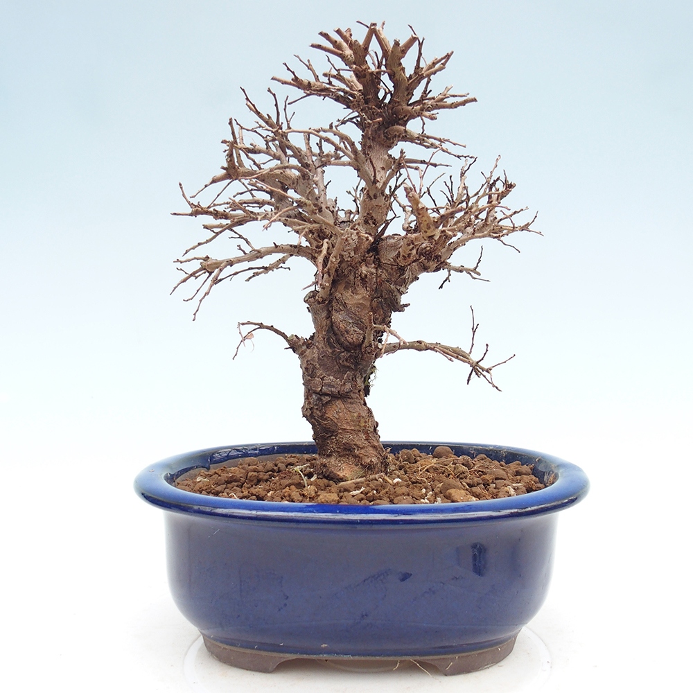 Venkovní bonsai - Zelkova - Zelkova NIRE