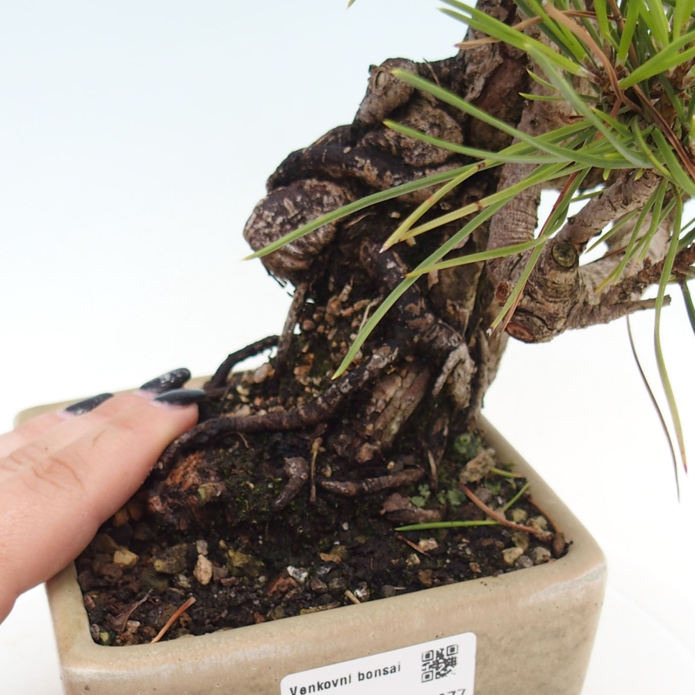 Venkovní bonsai - Pinus thunbergii - Borovice thunbergova