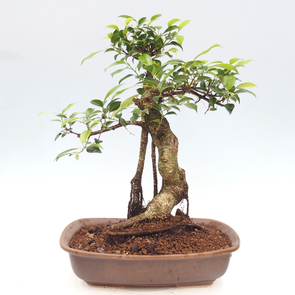 Pokojová bonsai - Ficus kimmen -  malolistý fíkus
