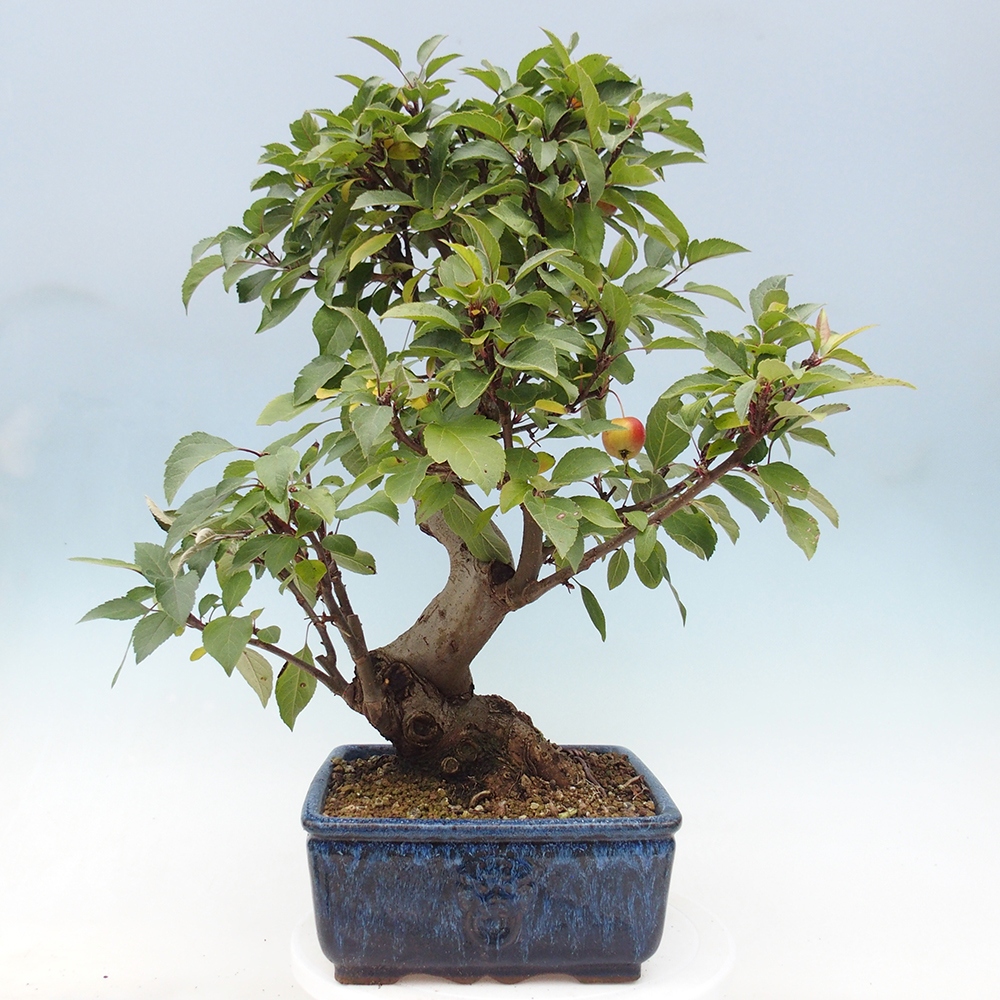 Venkovní bonsai -Malus halliana - Maloplodá jabloň