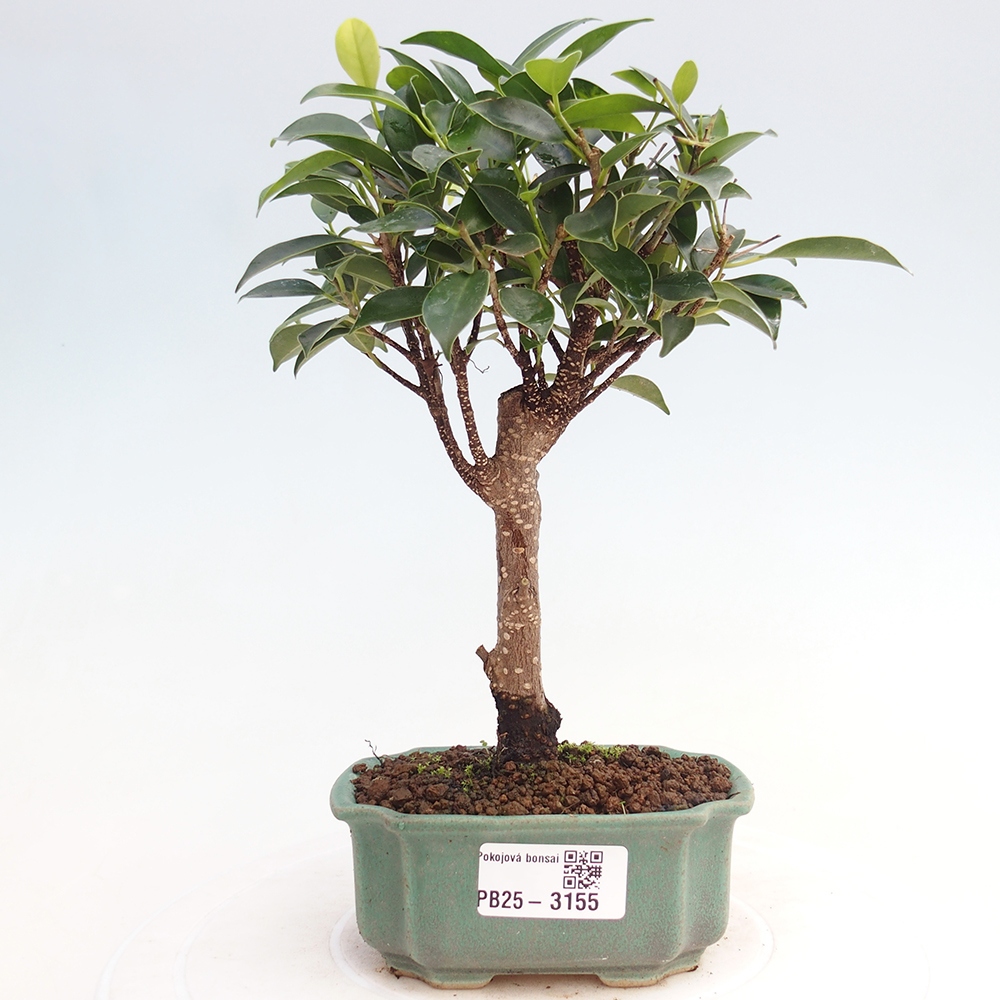 Pokojová bonsai Ficus retusa kimmen