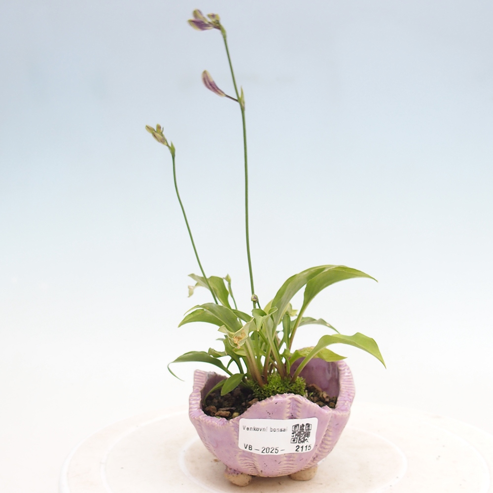 Venkovní bonsai - Mini Hosta - Bohyška