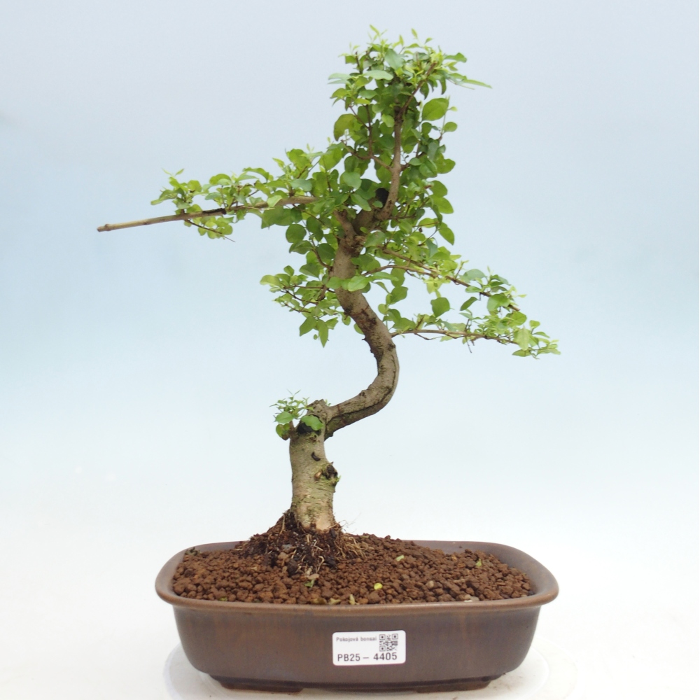 Pokojová bonsai -Ligustrum chinensis - Ptačí zob