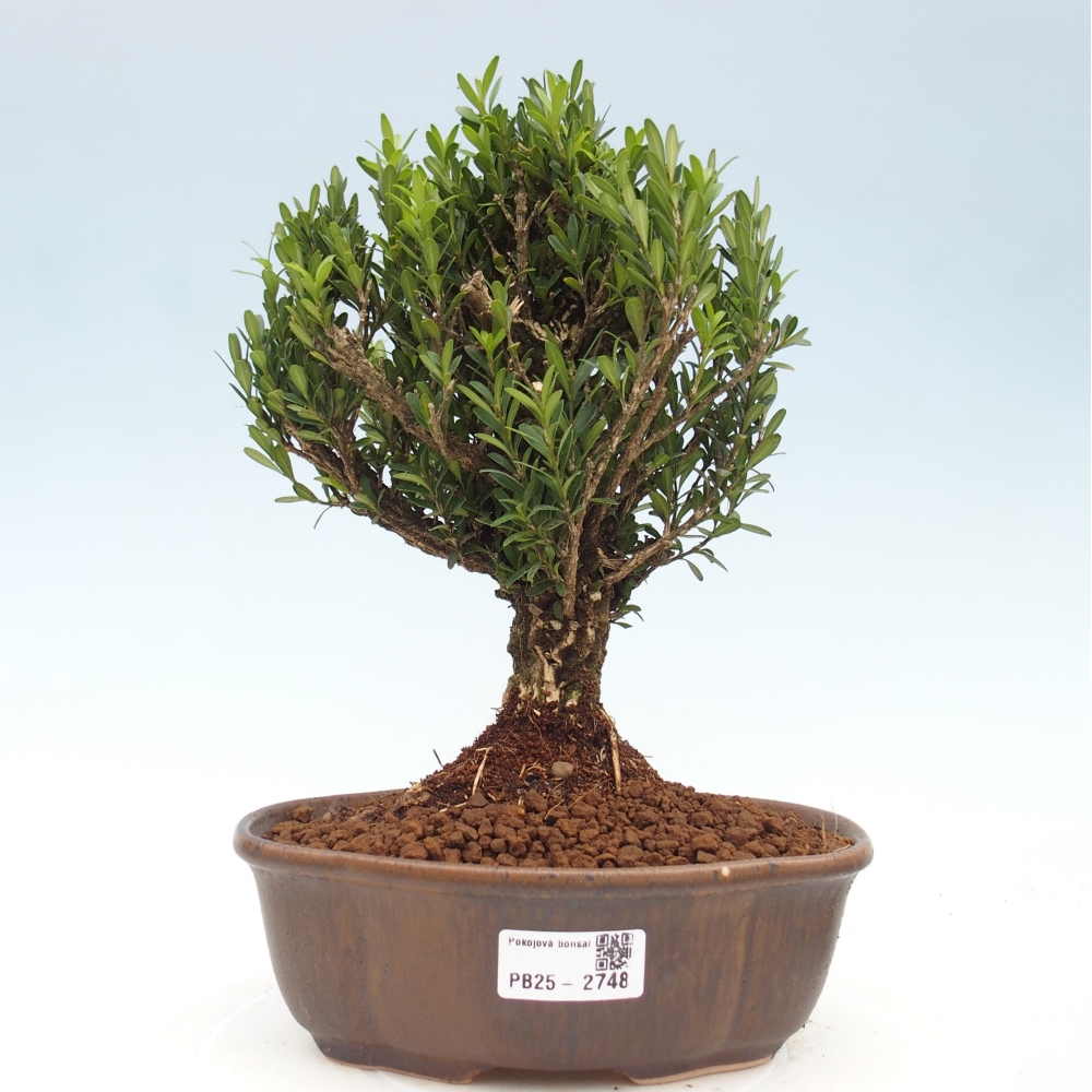 Pokojová bonsai - Buxus harlandii - korkový buxus