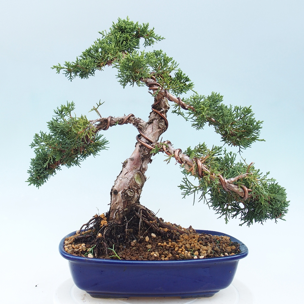 Venkovní bonsai - Juniperus chinensis Kishu -Jalovec čínský