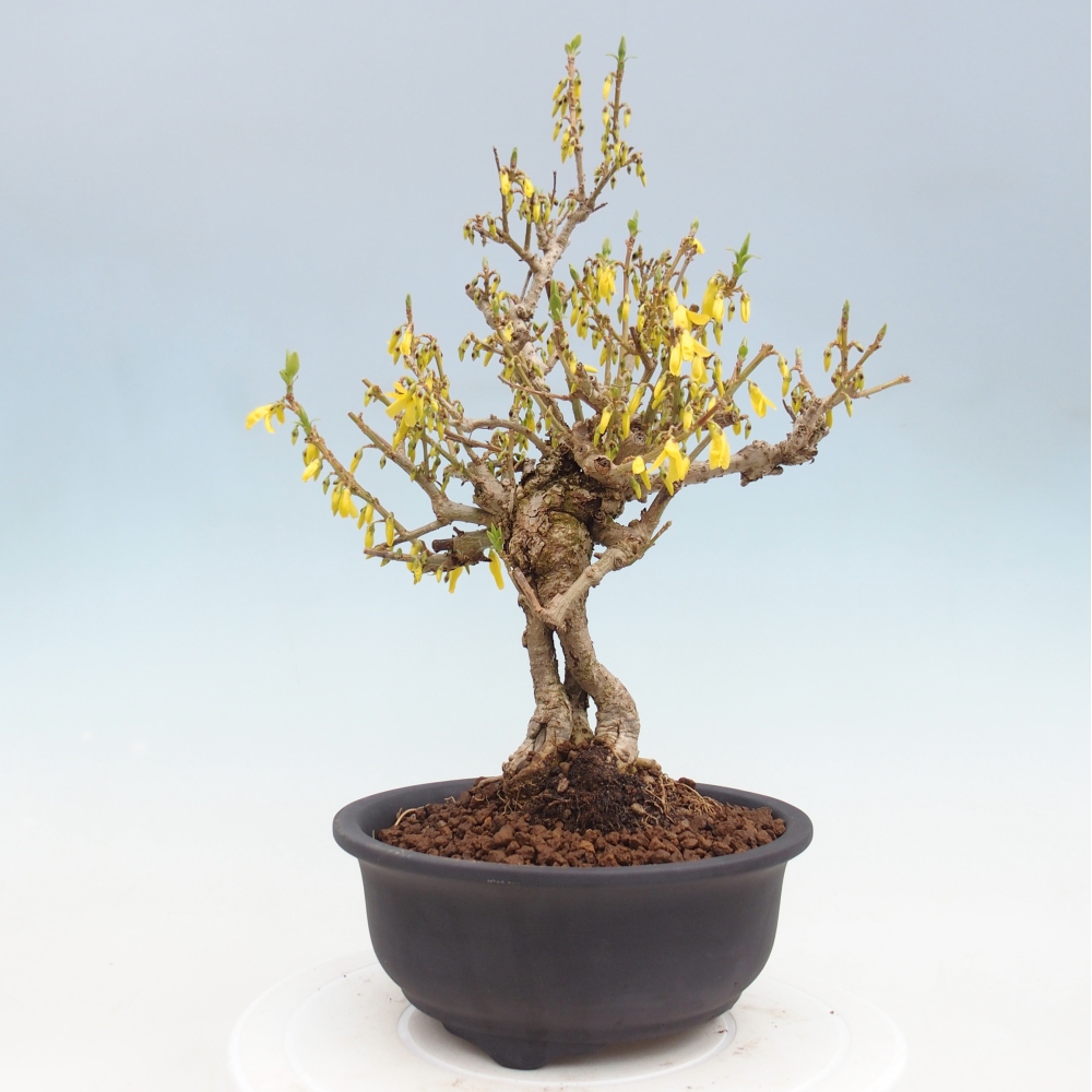 Venkovní bonsai - Zlatice - Forsythia koreana