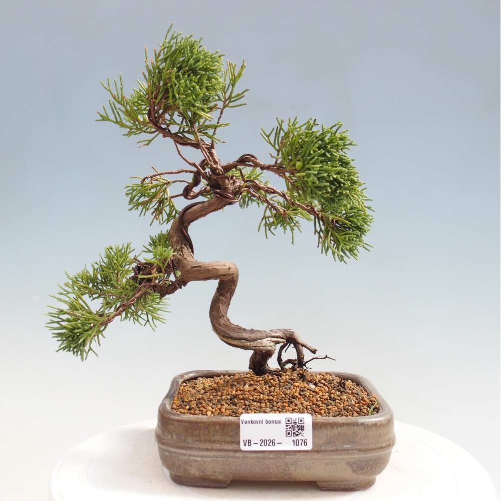 Venkovní bonsai - Juniperus chinensis Kishu -Jalovec čínský