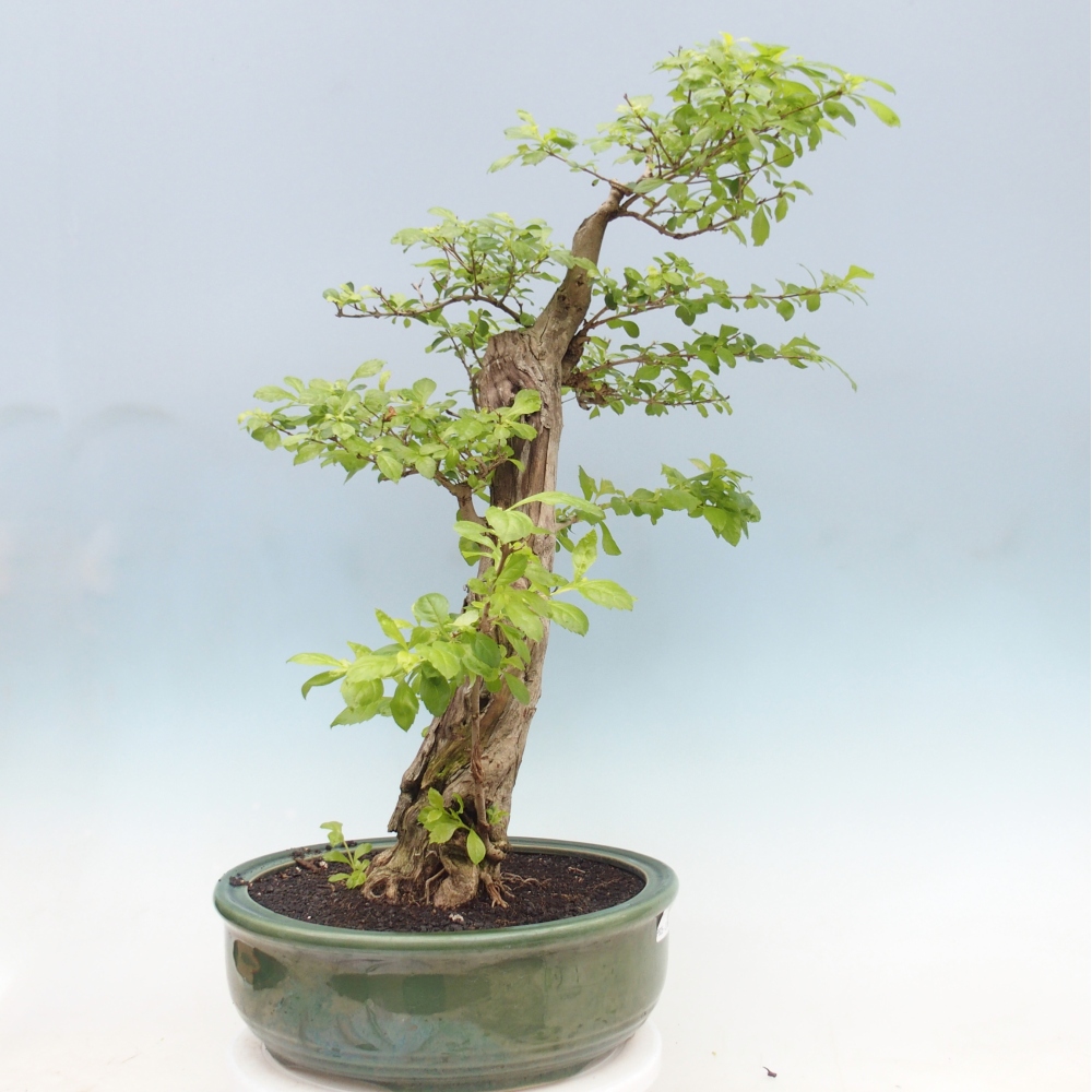 Pokojová bonsai - Duranta erecta Aurea - POUZE OSOBNÍ ODBĚR nebo paletová přeprava