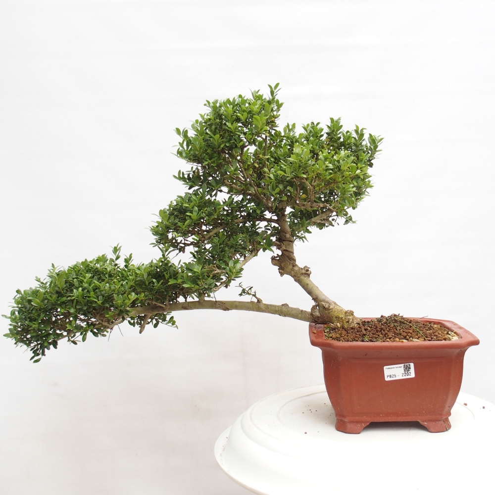 Pokojová bonsai - Ilex crenata - Cesmína