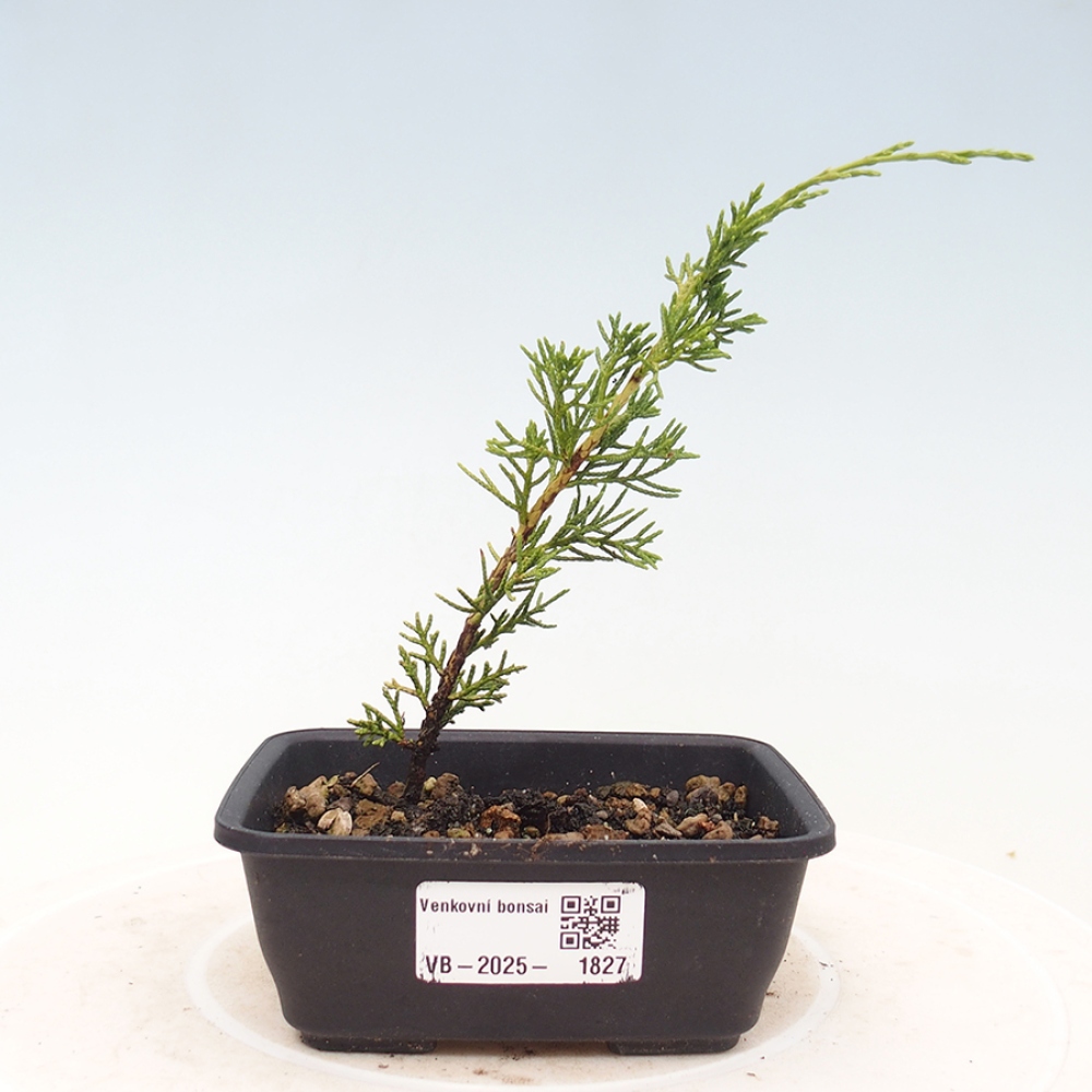 Venkovní bonsai - Juniperus chinensis Itoigawa -Jalovec čínský