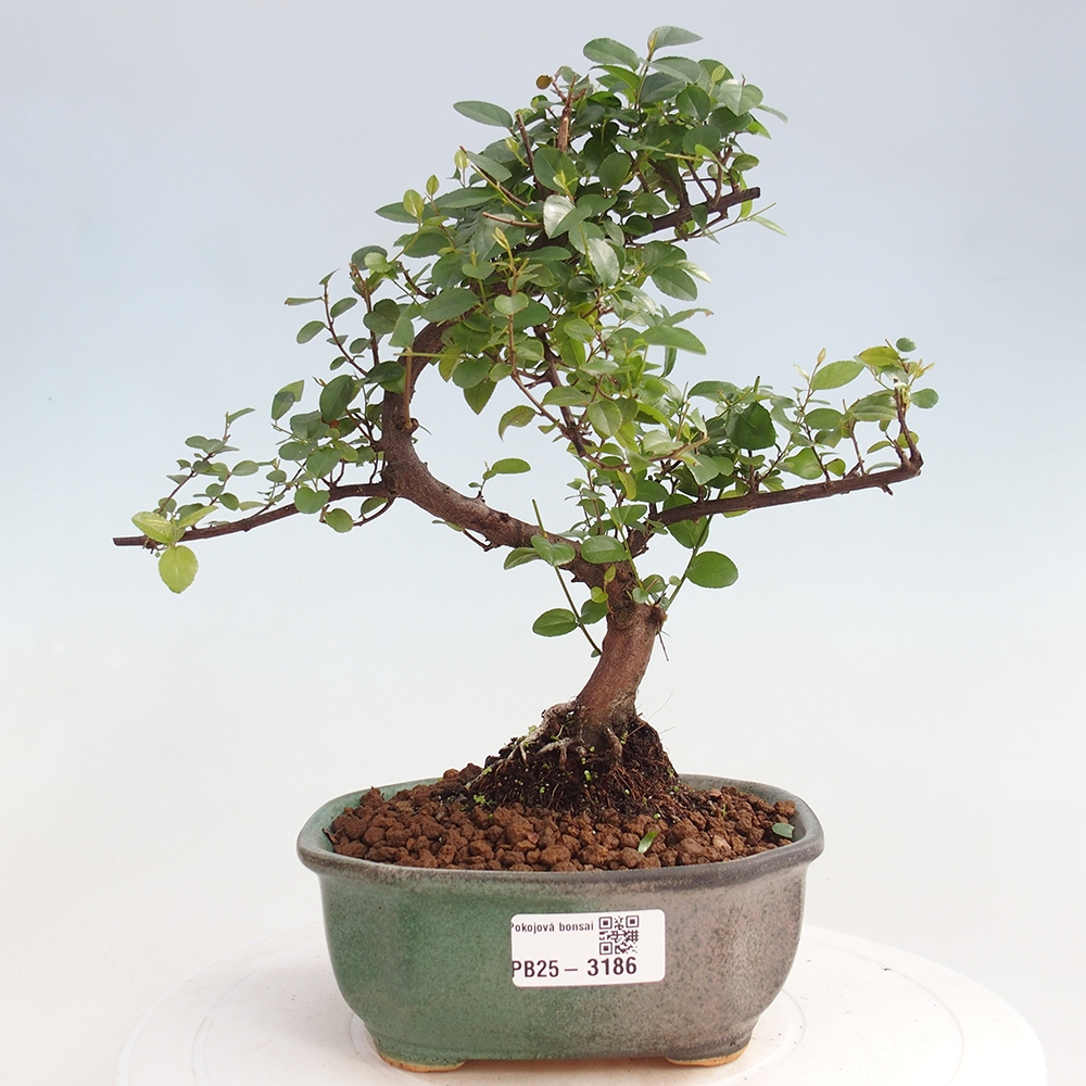 Pokojová bonsai - Sagerécie thea - Sagerécie thea