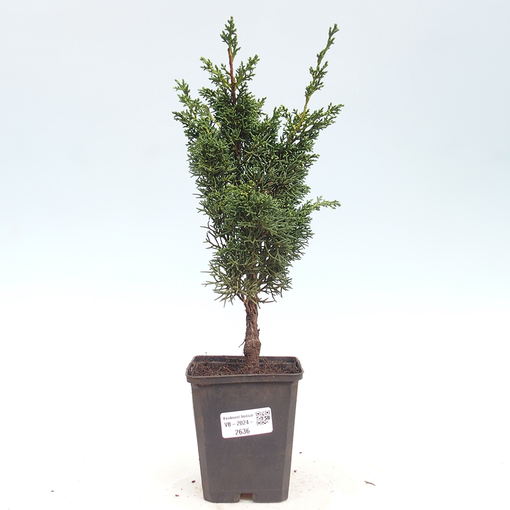 Venkovní bonsai - Juniperus chinensis Kishu -Jalovec čínský