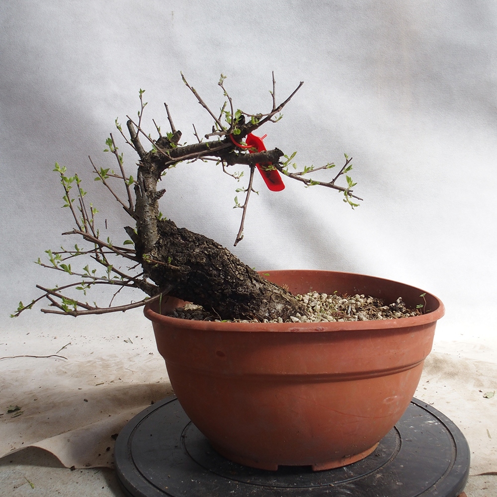 Venkovní bonsai -Mahalebka - Prunus mahaleb