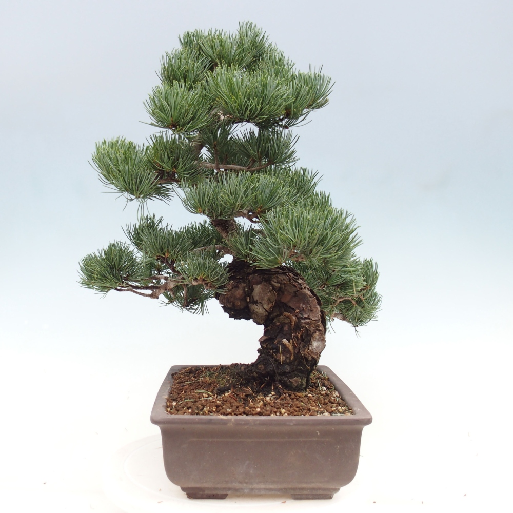 Venkovní bonsai - Pinus parviflora - Borovice drobnokvětá