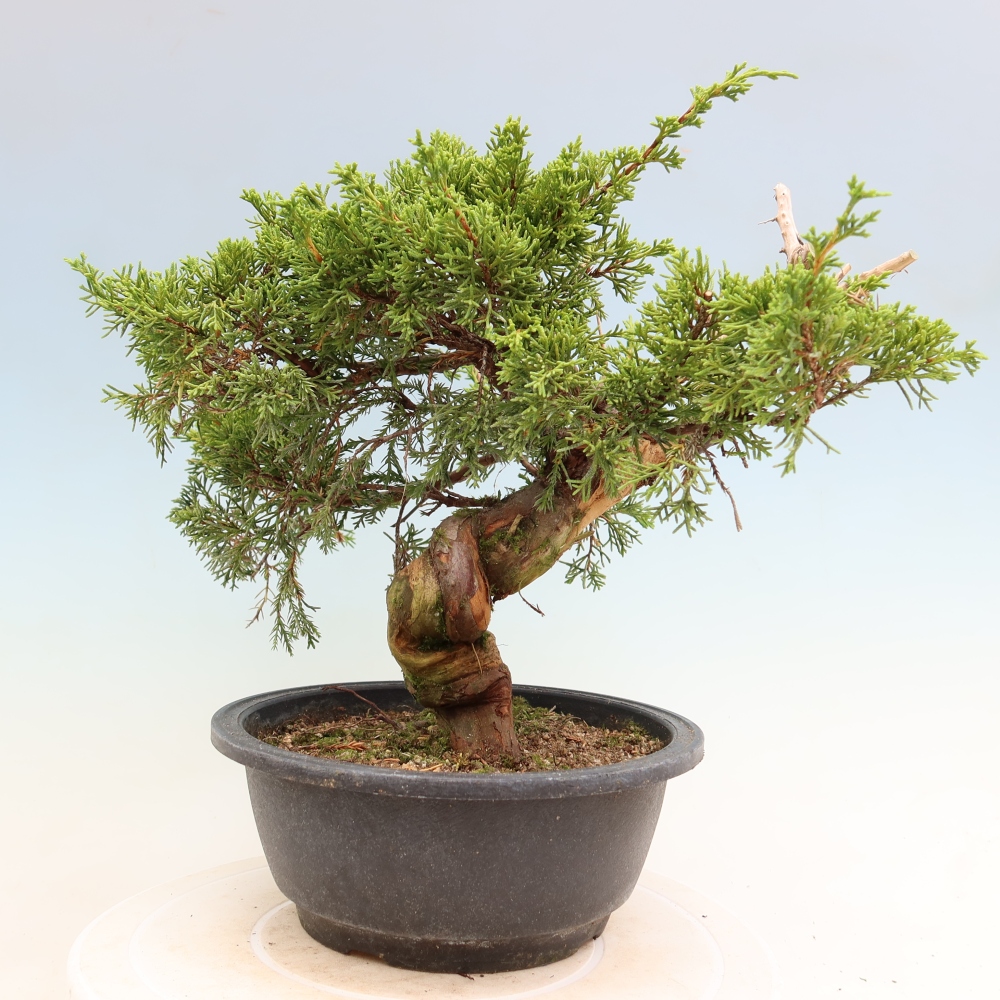 Venkovní bonsai - Juniperus chinensis Itoigawa-Jalovec čínský