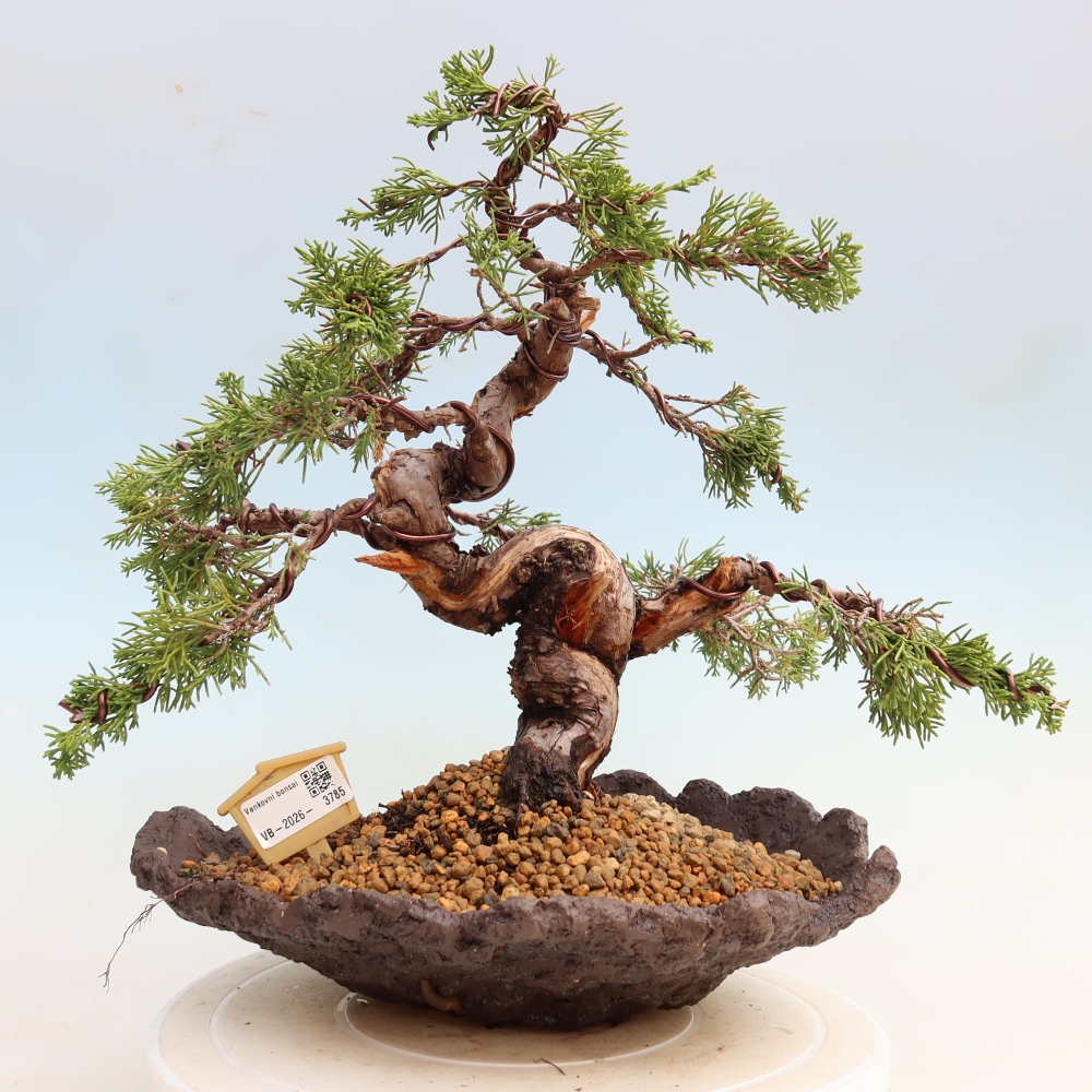 Venkovní bonsai - Juniperus chinensis Itoigawa-Jalovec čínský