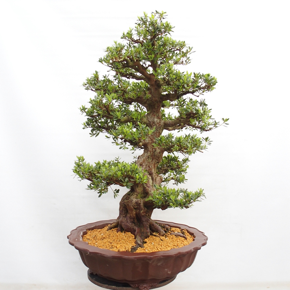 Venkovní bonsai - Japonská azalka - Azalea Toki
