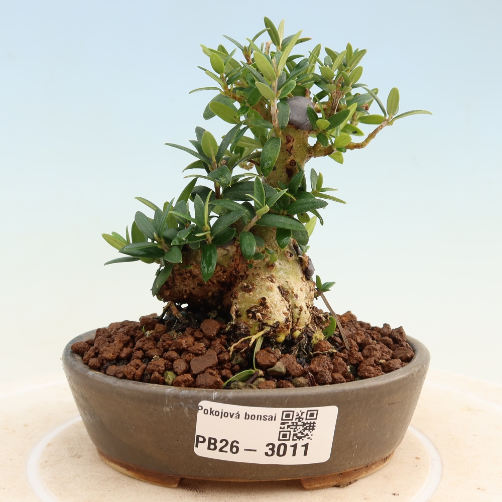 Pokojová bonsai - Olea europaea sylvestris -Oliva evropská drobnolistá