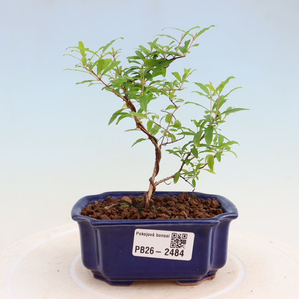 Pokojová bonsai-PUNICA granatum nana-Granátové jablko