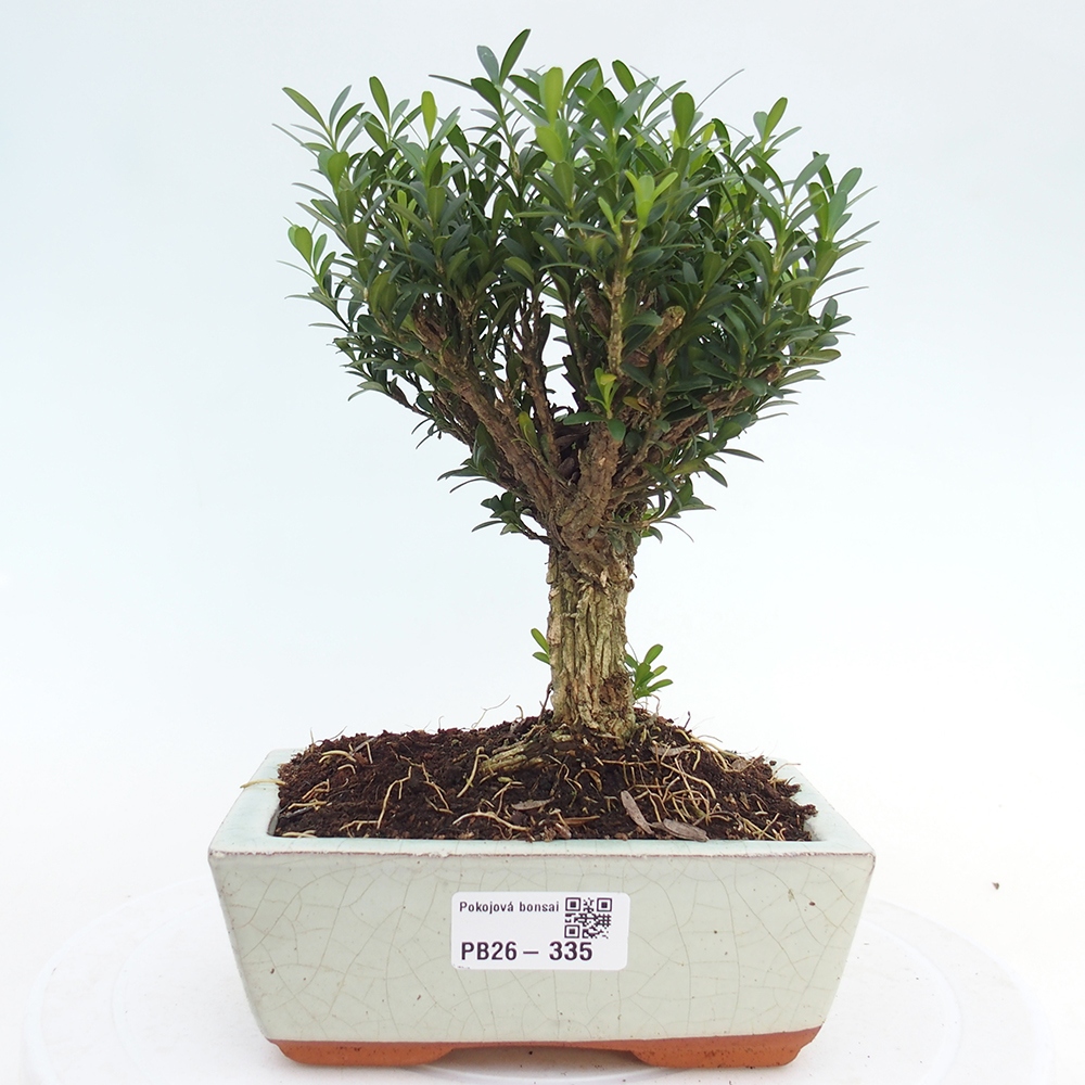 Pokojová bonsai - Buxus harlandii -korkový buxus