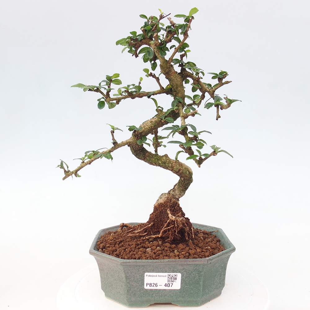 Pokojová bonsai - Carmona macrophylla - Čaj fuki