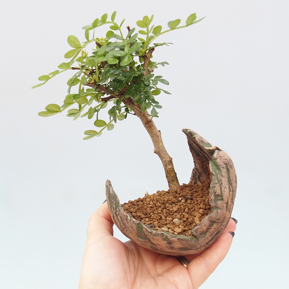 Pokojová bonsai - Zantoxylum piperitum - pepřovník