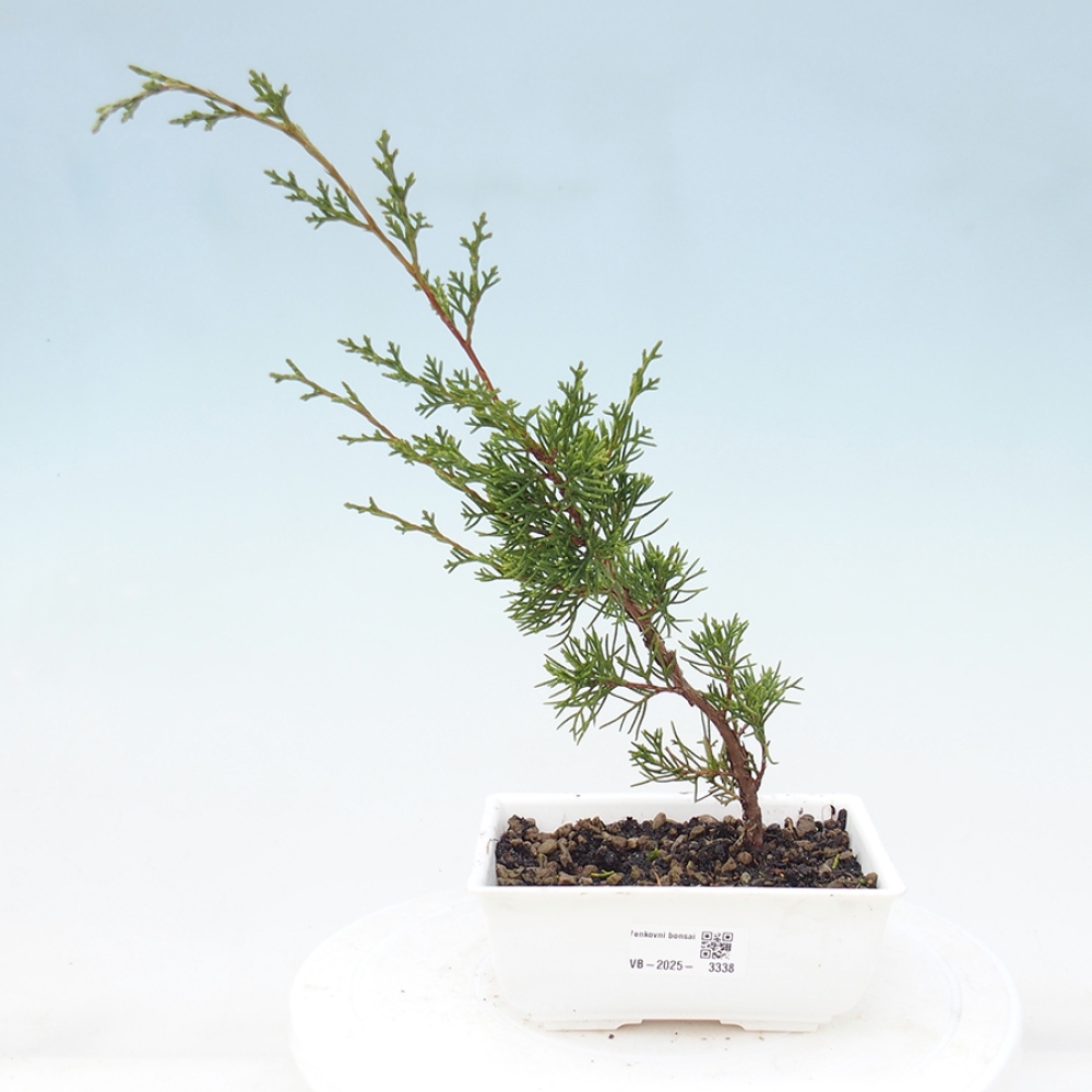 Venkovní bonsai - Juniperus chinensis Itoigawa -Jalovec čínský