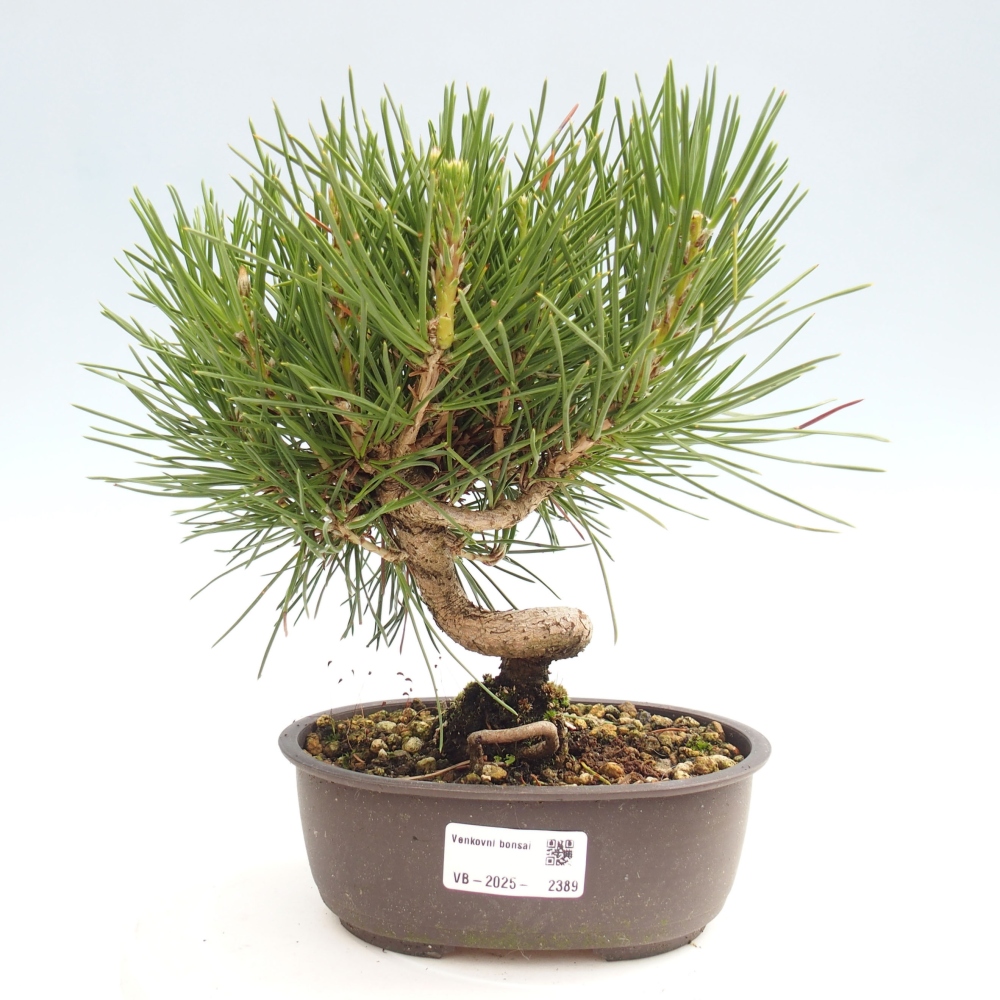 Venkovní bonsai - Pinus thunbergii - Borovice thunbergova