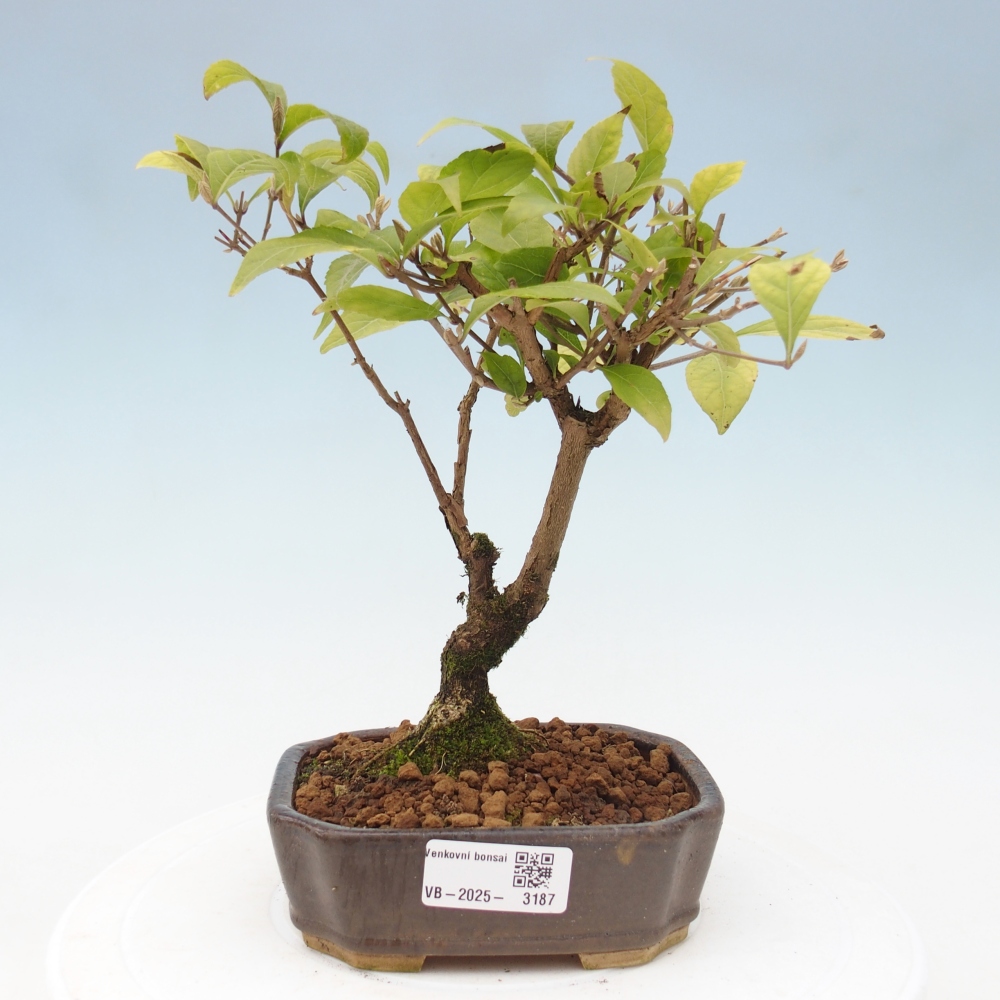 Venkovní bonsai - krásnoplodka - Callicarpa japonica