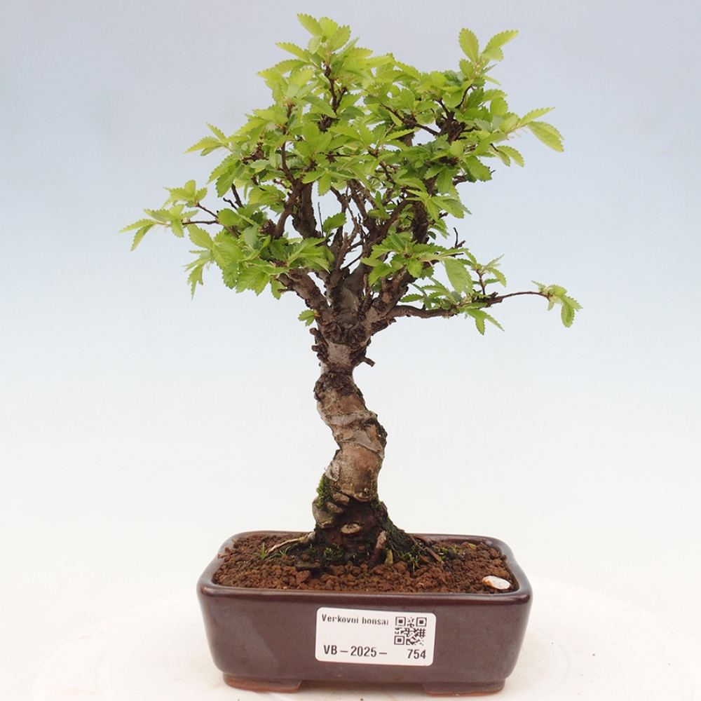 Venkovní bonsai - Zelkova - Zelkova NIRE
