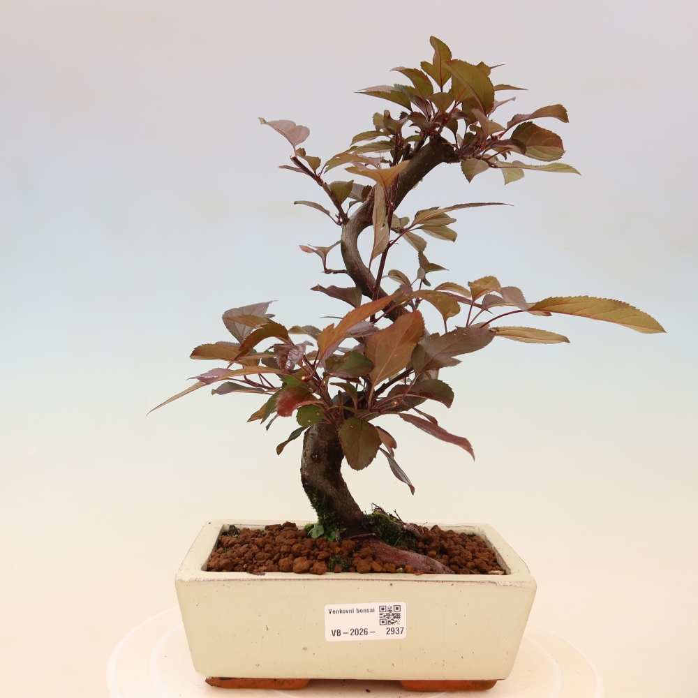 Venkovní bonsai -Malus domestica - Maloplodá jabloň červenolistá