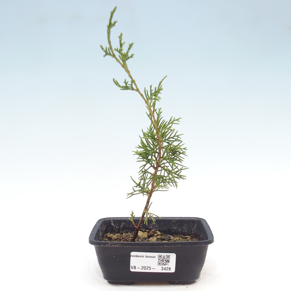 Venkovní bonsai - Juniperus chinensis Itoigawa -Jalovec čínský
