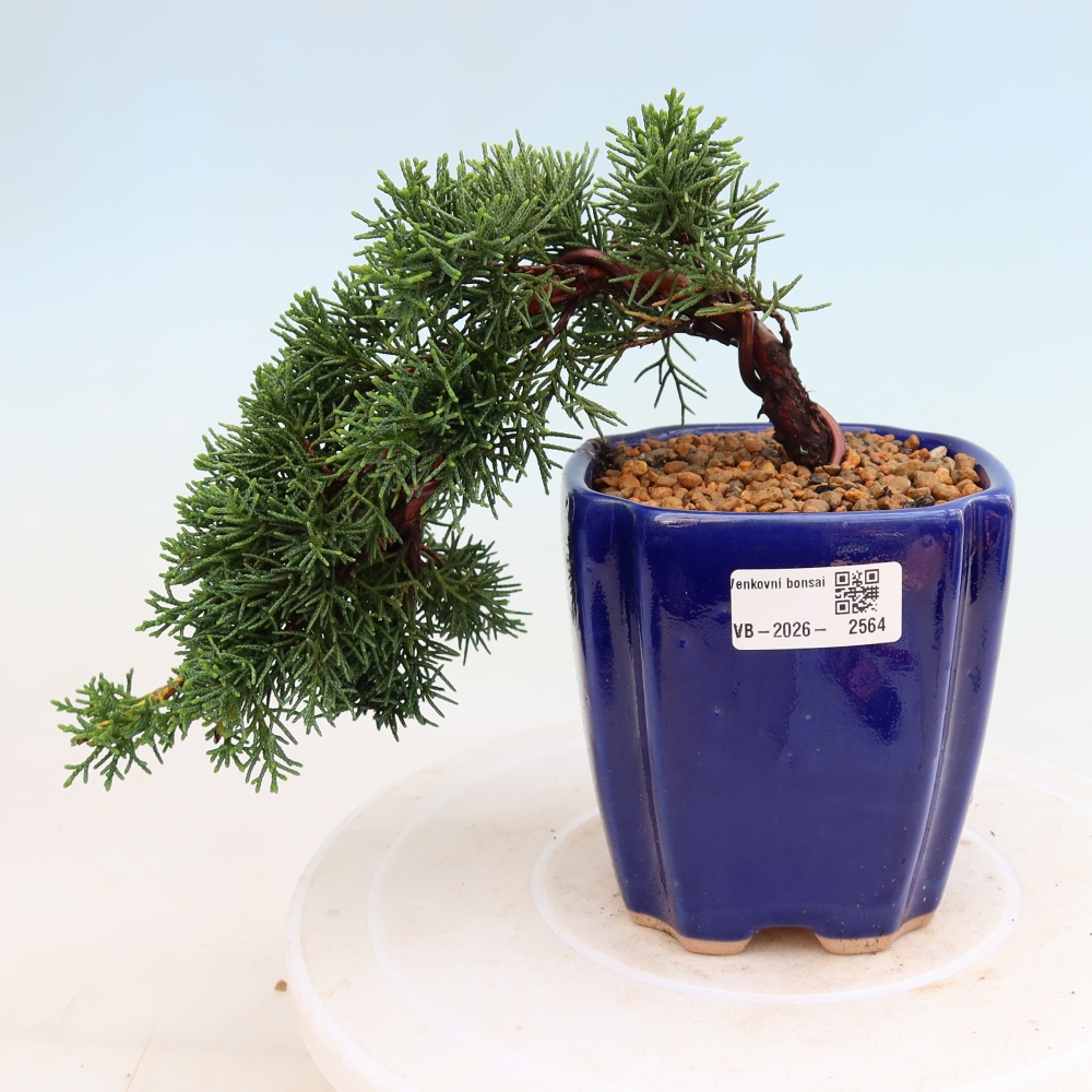 Venkovní bonsai - Juniperus chinensis Kishu -Jalovec čínský