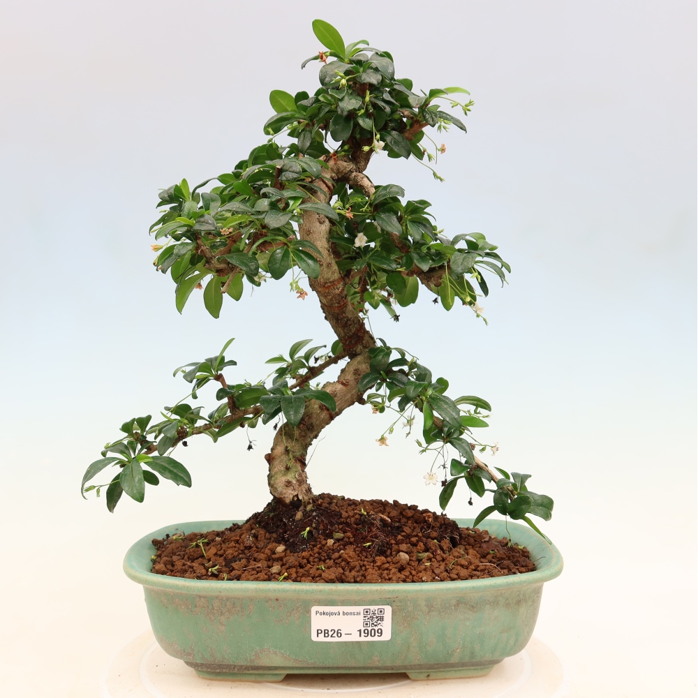 Pokojová bonsai - Carmona macrophylla - Čaj fuki