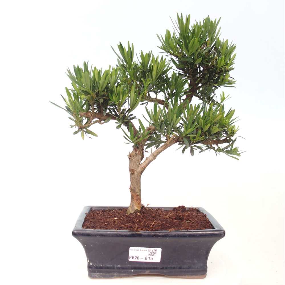 Pokojová bonsai - Podocarpus - Kamenný tis