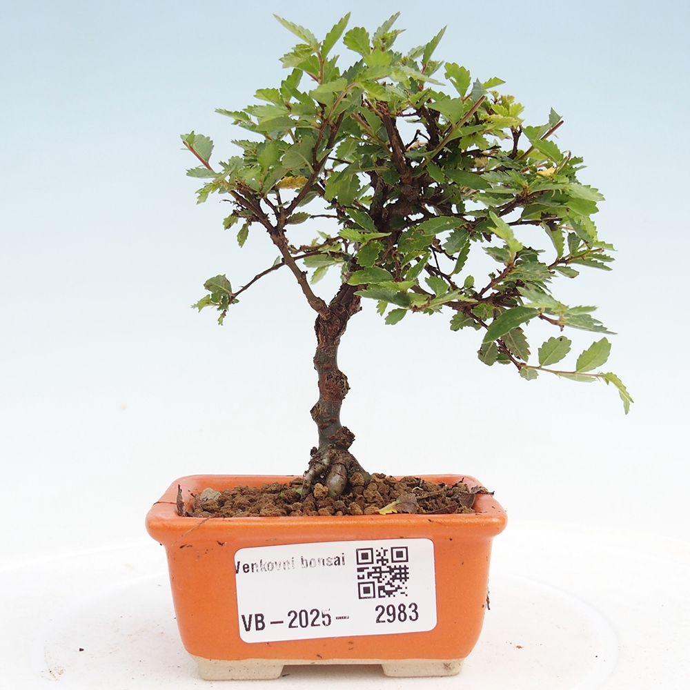 Venkovní bonsai - Ulmus parvifolia Sagei - Malolistý jilm